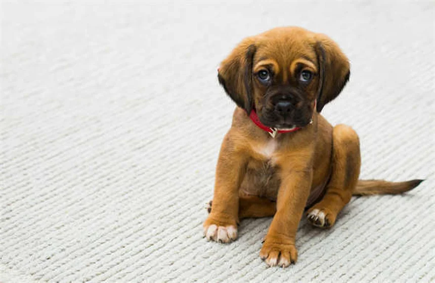 5 Shocking Flea Facts Every Pet Owner Must Know