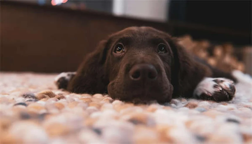 5 Shocking Flea Facts Every Pet Owner Must Know
