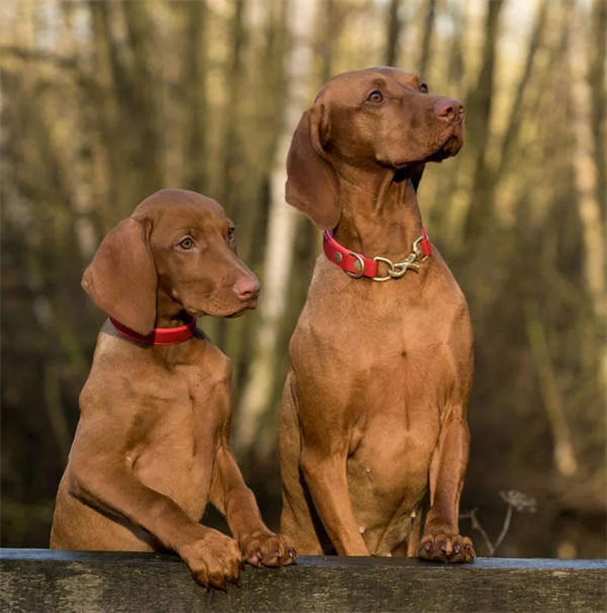 5 Shocking Flea Facts Every Pet Owner Must Know