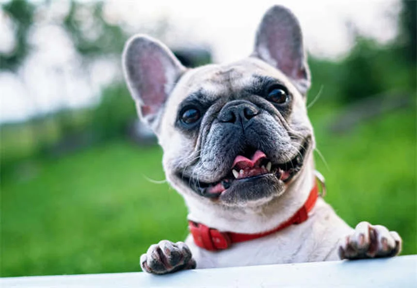 5 Shocking Flea Facts Every Pet Owner Must Know