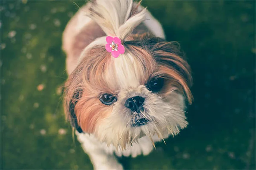 Dog Muscle Spasms: 5 Signs Your Pup Needs Vet Attention Now