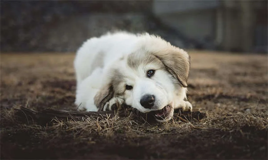 Dog Muscle Spasms: 5 Signs Your Pup Needs Vet Attention Now