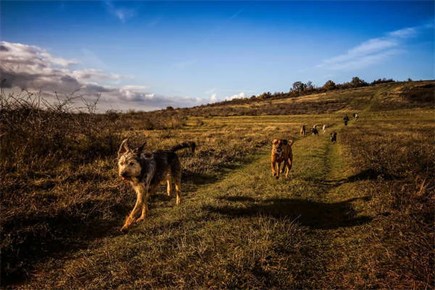 Brown Dog Tick Prevention: 5 Essential Steps to Protect Your Pet