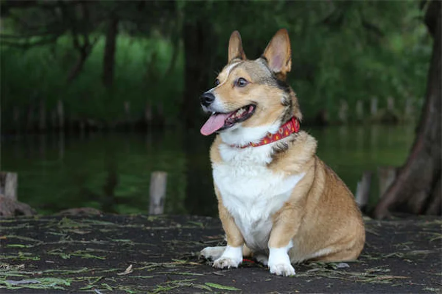 Brown Dog Tick Prevention: 5 Essential Steps to Protect Your Pet