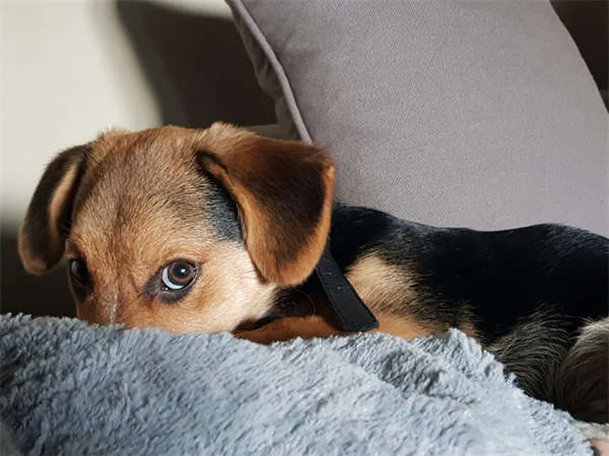 Terramycin for Pets: What It Is & How to Use It Safely