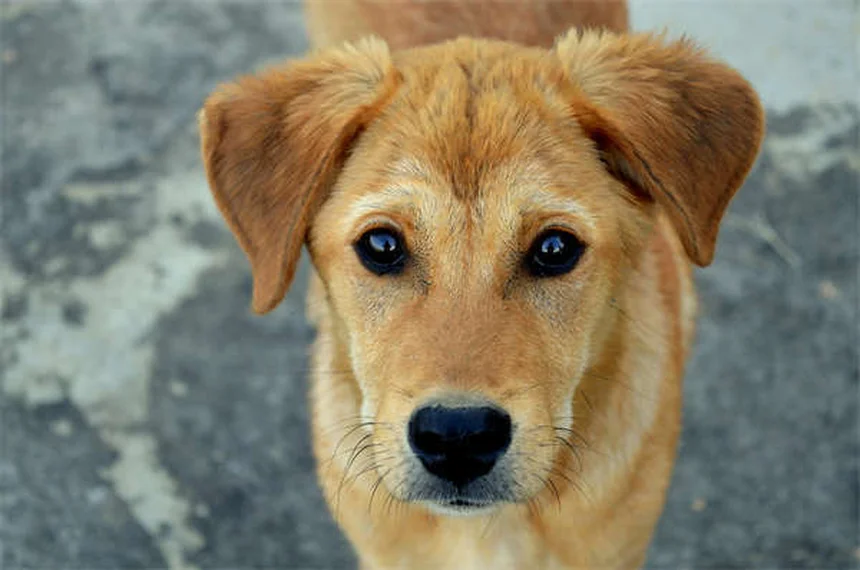 Terramycin for Pets: What It Is & How to Use It Safely