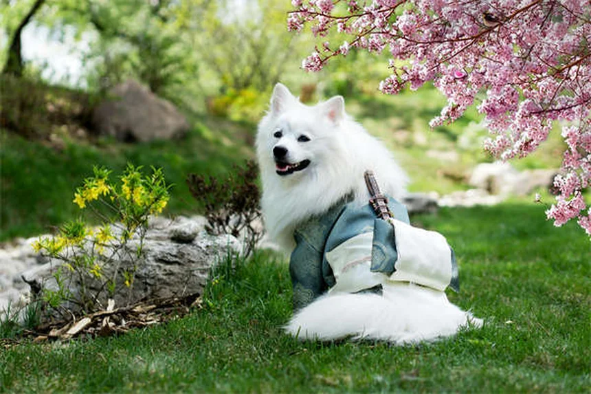 Lyme Disease in Cats: 5 Must-Know Facts About This Tick-Borne Illness