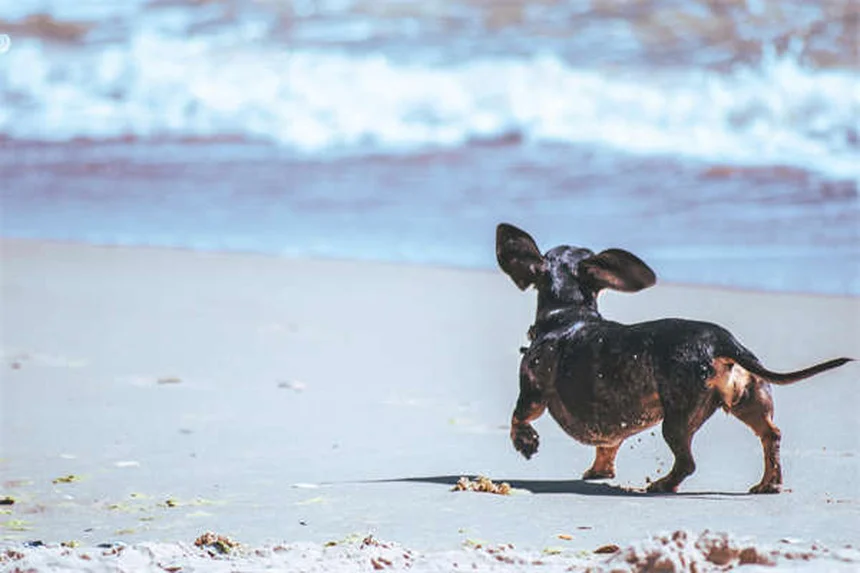 Why Do Dogs Do the "I Love You" Stretch? 5 Adorable Reasons