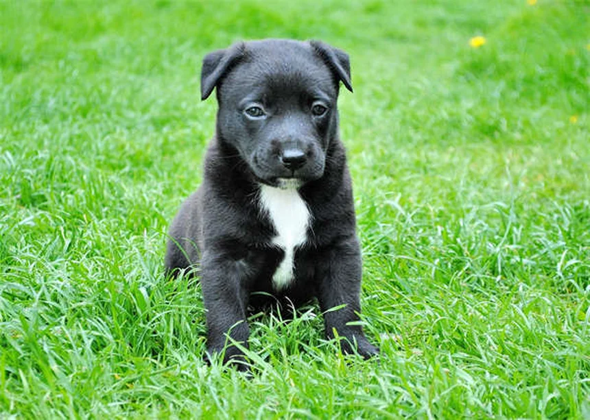 Why Do Dogs Do the "I Love You" Stretch? 5 Adorable Reasons