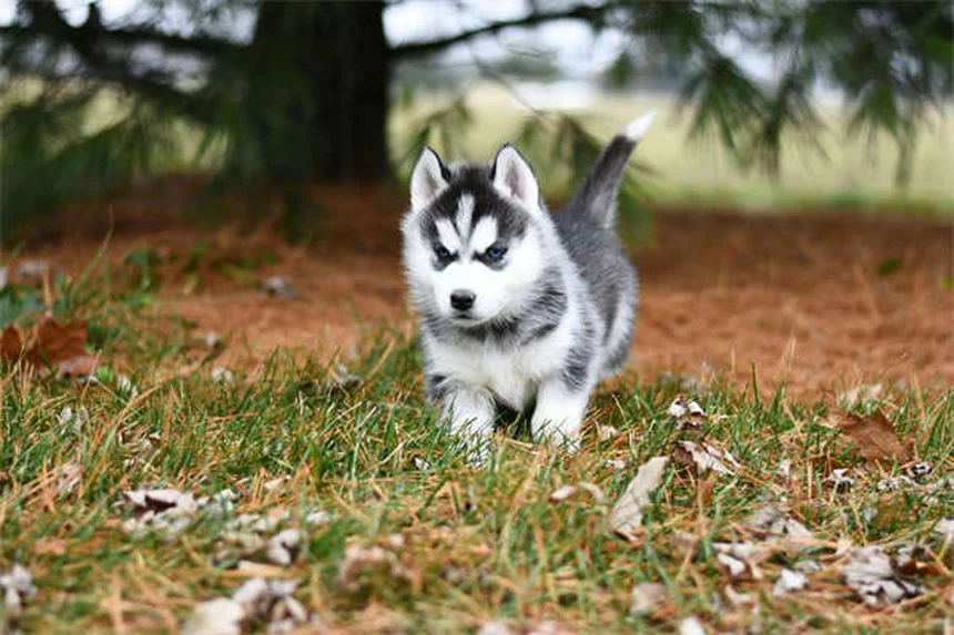 Why Do Dogs Do the "I Love You" Stretch? 5 Adorable Reasons