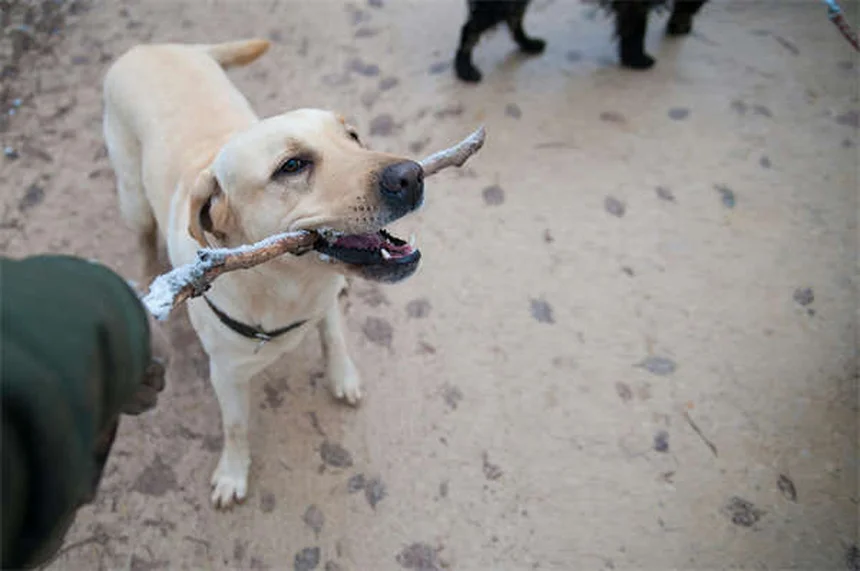 Why Do Dogs Do the "I Love You" Stretch? 5 Adorable Reasons