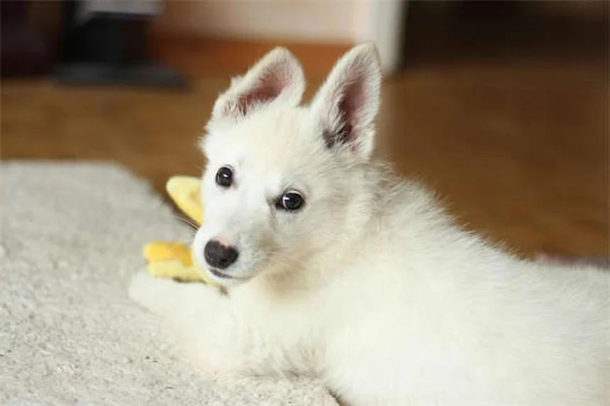 Why Is My Dog Shaking His Head? 7 Common Causes & When to Worry
