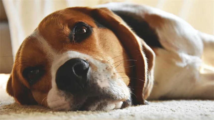 Why Is My Dog Shaking His Head? 7 Common Causes & When to Worry
