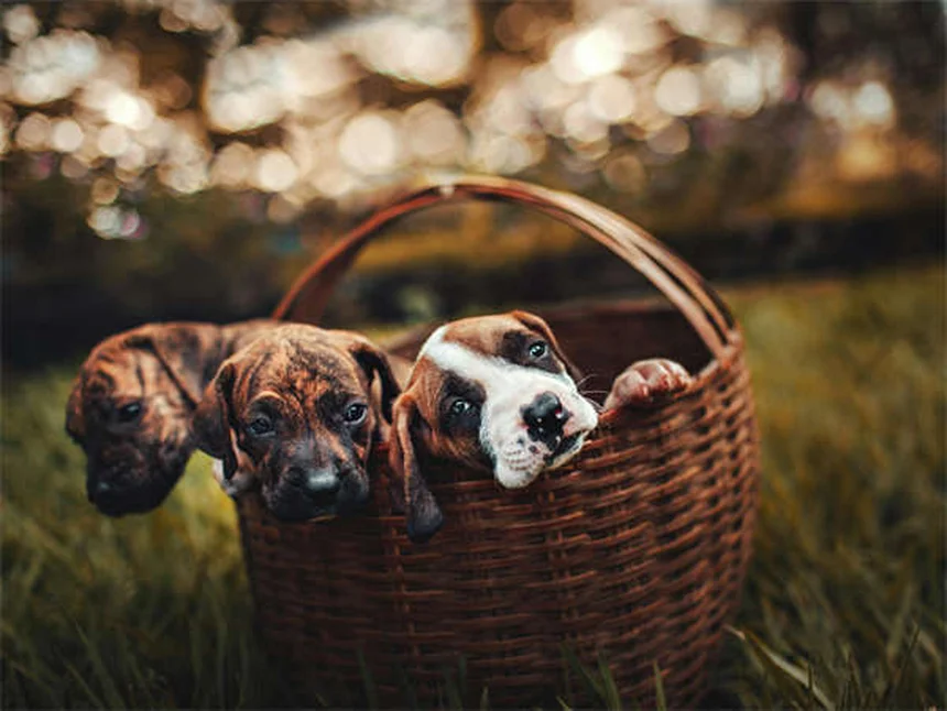 Why Is My Dog Shaking His Head? 7 Common Causes & When to Worry