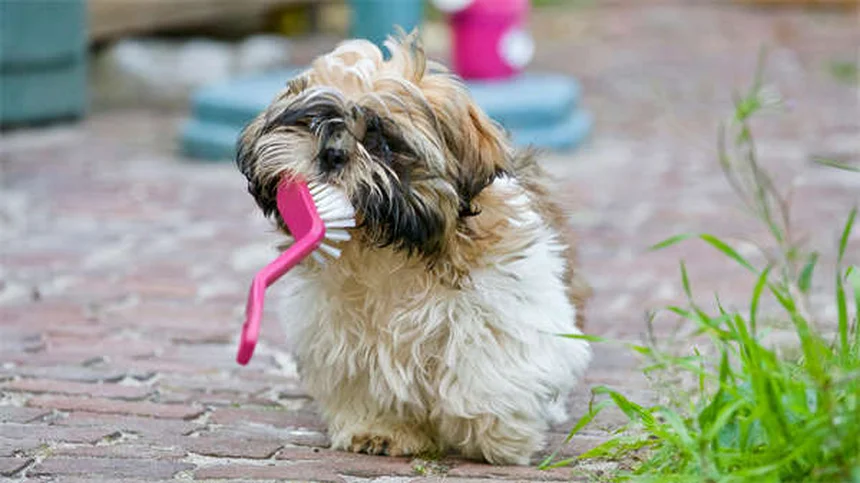 Cat Spraying: 7 Proven Ways to Stop Your Cat From Marking
