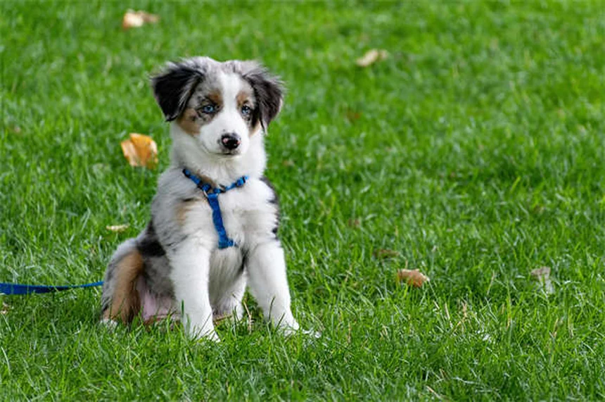 5 Essential Steps to Safely Remove Ticks from Your Cat