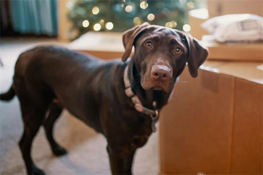 5 Essential Steps to Safely Remove Ticks from Your Cat