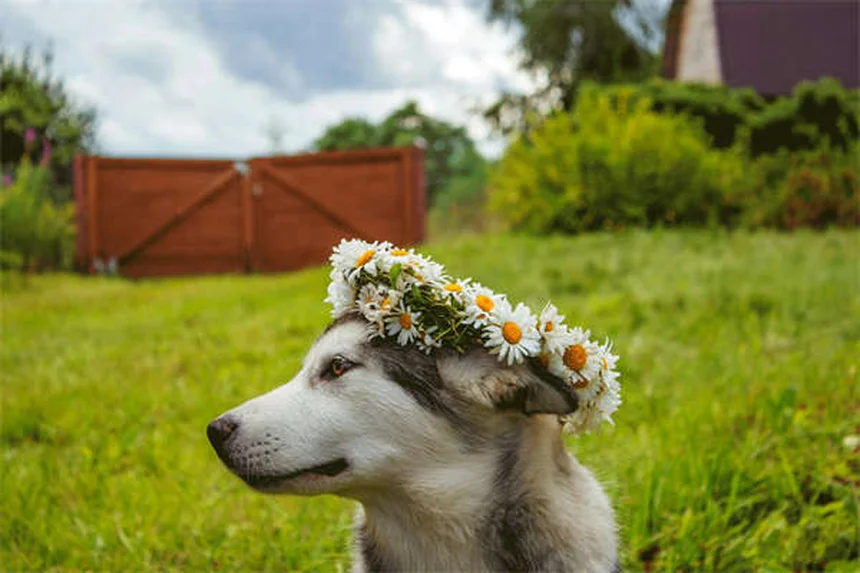 Serotonin Syndrome in Dogs: Symptoms, Treatment & Prevention