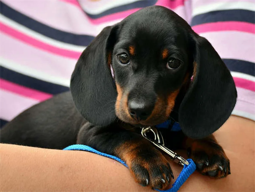 Serotonin Syndrome in Dogs: Symptoms, Treatment & Prevention