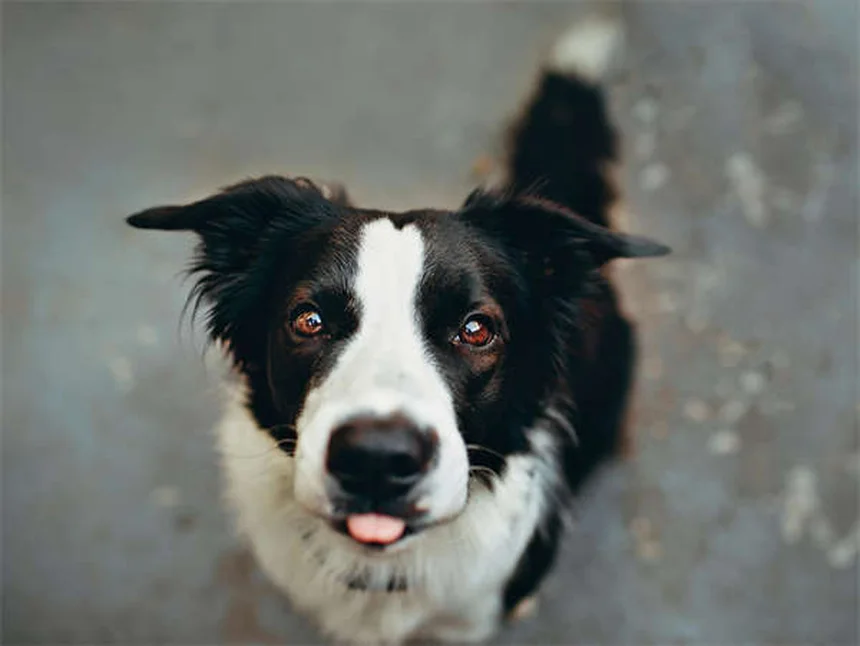 5 Shocking Ways Secondhand Smoke Harms Your Pets (And How to Protect Them)