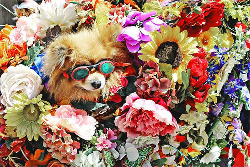 5 Shocking Ways Secondhand Smoke Harms Your Pets (And How to Protect Them)