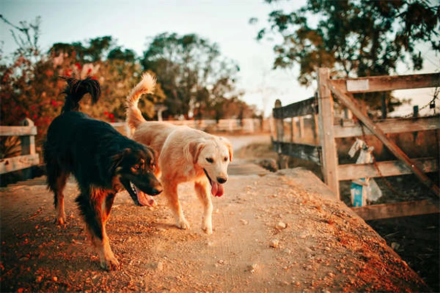 Dog Anal Gland Problems: Signs, Treatment & Prevention Tips