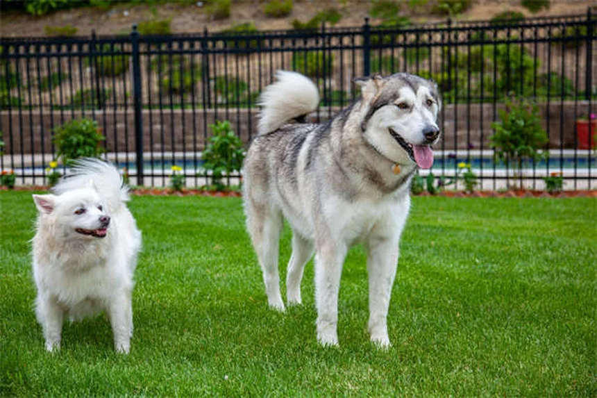 Dog Anal Gland Problems: Signs, Treatment & Prevention Tips