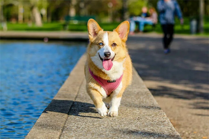 Chlorpheniramine for Pets: Safe Allergy Relief for Dogs & Cats