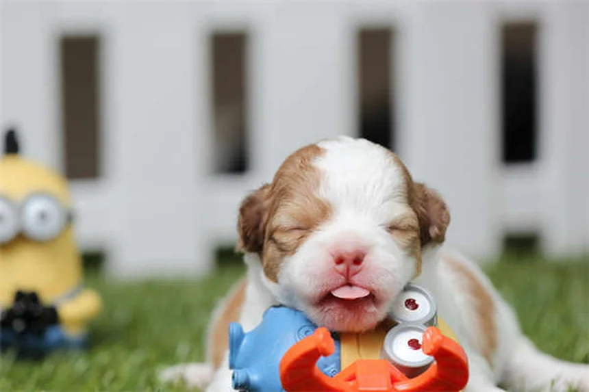 Chlorpheniramine for Pets: Safe Allergy Relief for Dogs & Cats