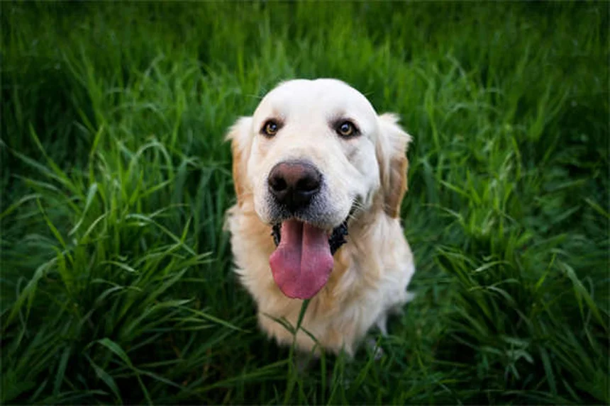 Capstar® for Dogs & Cats: Fast-Acting Flea Treatment Guide