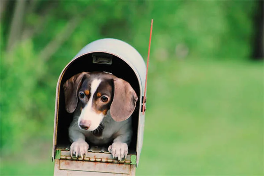 Capstar® for Dogs & Cats: Fast-Acting Flea Treatment Guide