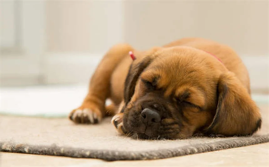 Capstar® for Dogs & Cats: Fast-Acting Flea Treatment Guide