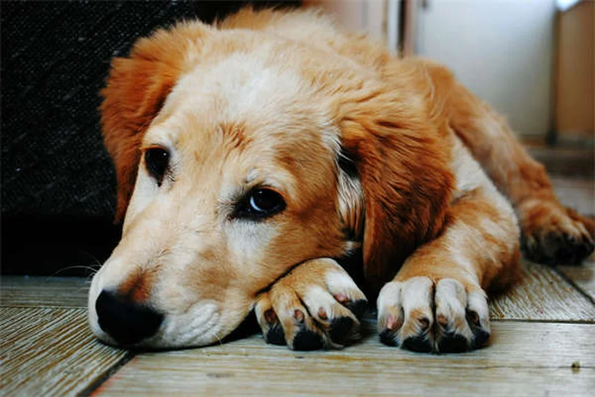 Puppy Teething Timeline: When Do Puppies Stop Teething?