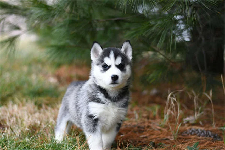 Dog Years to Human Years: The Accurate Way to Calculate Your Pup's Age