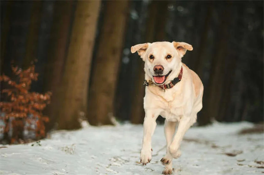 Dog Years to Human Years: The Accurate Way to Calculate Your Pup's Age