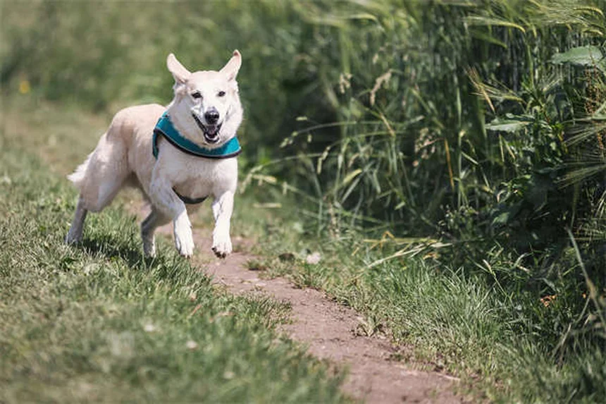 Top 8 Most Popular Pets in America (2023 Stats & Trends)