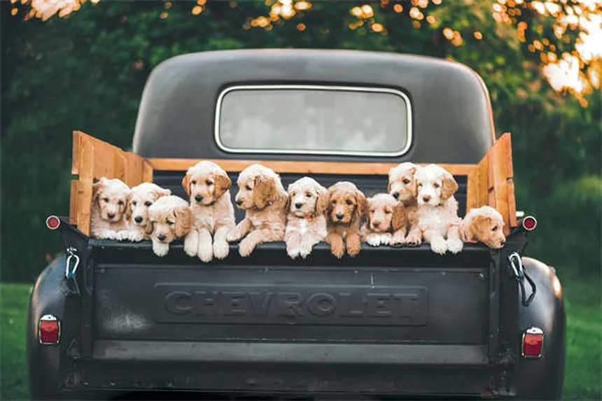 Top 8 Most Popular Pets in America (2023 Stats & Trends)