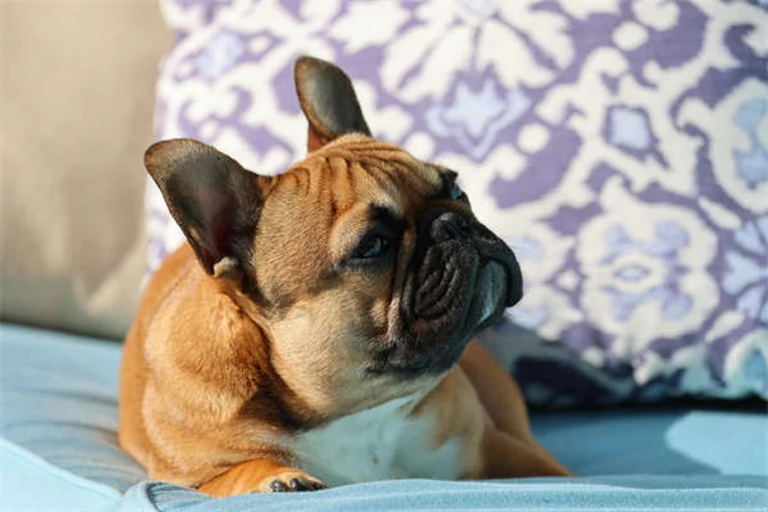 Top 8 Most Popular Pets in America (2023 Stats & Trends)