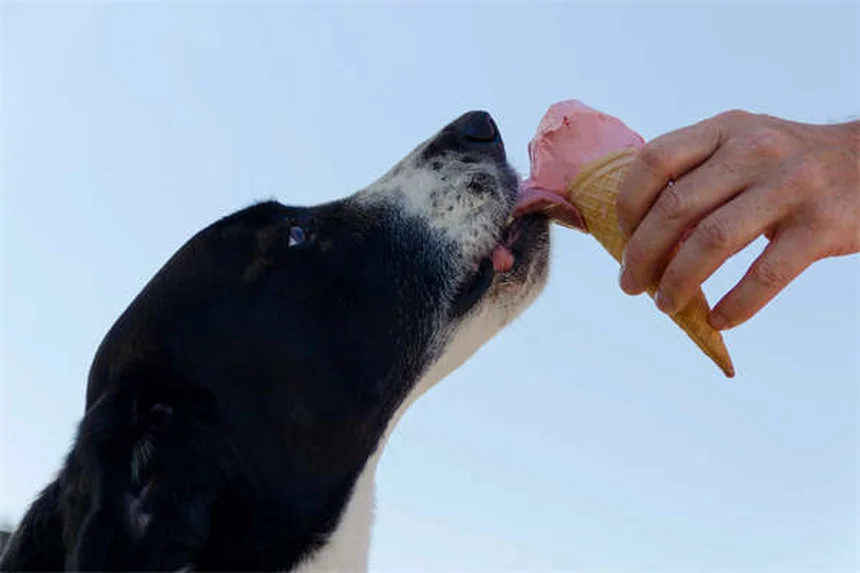 Senior Dog Hearing Loss: 7 Ways to Help Your Deaf Pup Thrive
