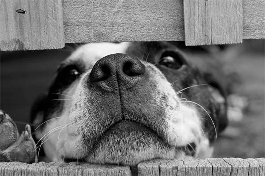 Senior Dog Hearing Loss: 7 Ways to Help Your Deaf Pup Thrive