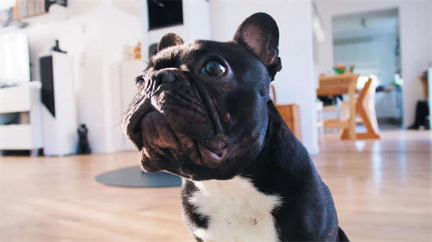Senior Dog Hearing Loss: 7 Ways to Help Your Deaf Pup Thrive