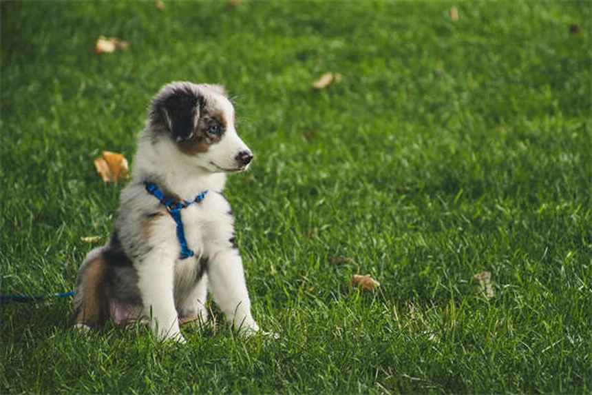 Senior Dog Hearing Loss: 7 Ways to Help Your Deaf Pup Thrive