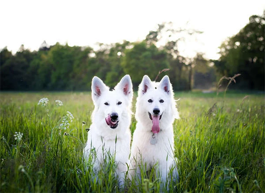 5 Natural Flea Control Methods That Actually Work for Pets