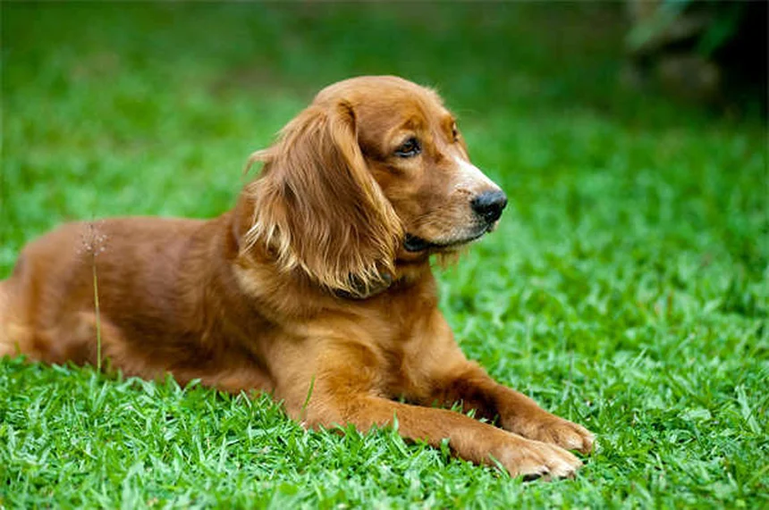 5 Science-Backed Ways Pets Boost Your Mental Health
