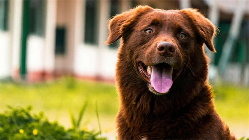 5 Science-Backed Ways Pets Boost Your Mental Health