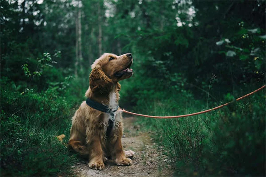 5 Science-Backed Ways Pets Boost Your Mental Health