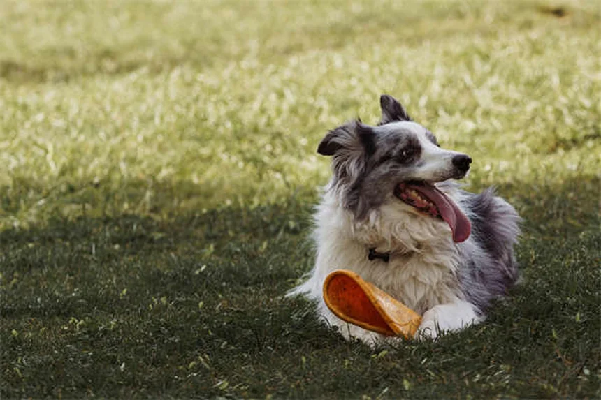5 Science-Backed Ways Pets Boost Your Mental Health