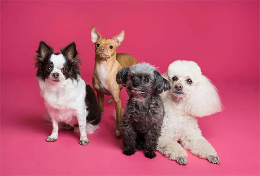 Hairless Guinea Pigs: Skinny Pigs vs Baldwins Explained