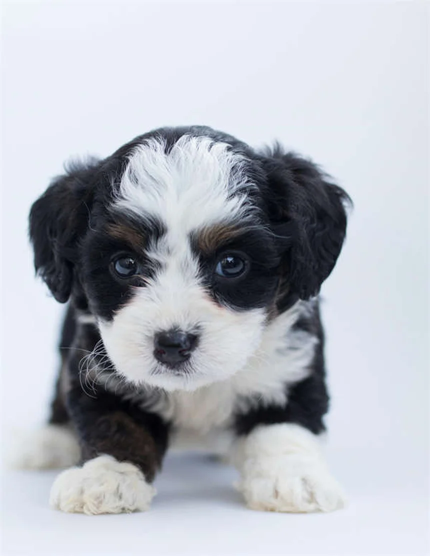 Puppy Grooming 101: Essential Tips for Your New Best Friend