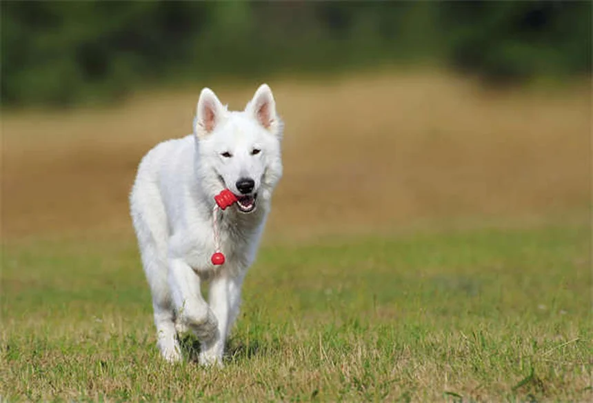 Puppy Grooming 101: Essential Tips for Your New Best Friend